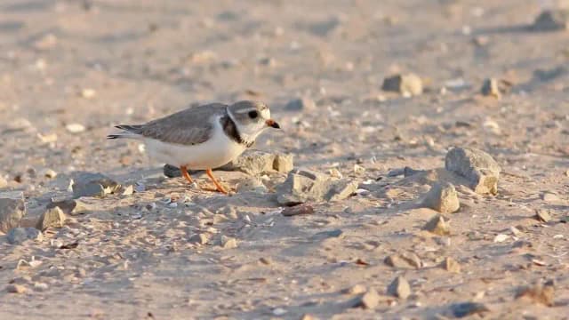In 2019, Wisconsin turned 87,000 cubic yards of harbor dredge into 14 acres of shorebird habitat