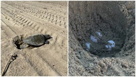 An olive ridley sea turtle lays eggs on Southern California beach for first time in recorded history