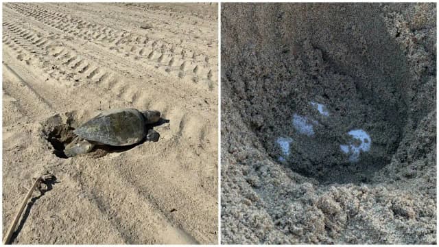 An olive ridley sea turtle lays eggs on Southern California beach for first time in recorded history