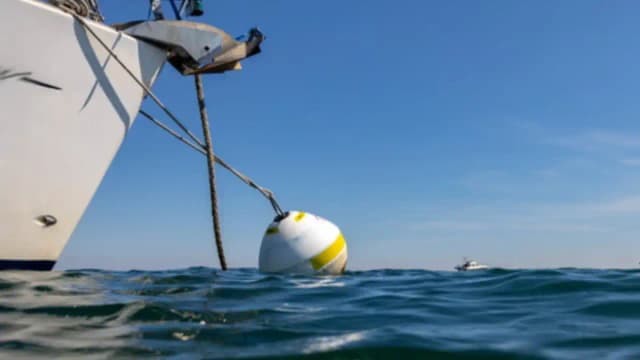 At Studland Bay, replacing damaging boat anchors with eco-moorings cut scars in seagrass by 94%