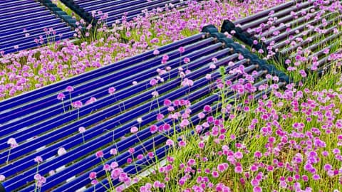 Colorado researchers grow world’s priciest spice on solar panels, doubling yield and earning $60,000