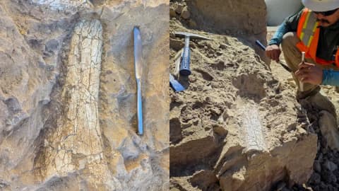 California crews uncover possible 45-million-year-old ‘thunder beast’ fossils in Oceanside