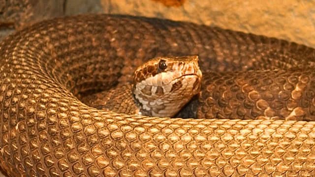 Oklahoma is home to seven venomous snakes, from Rattlesnakes and Copperheads to Cottonmouths