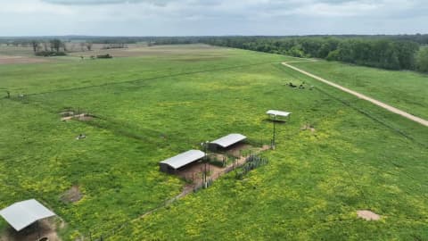 Louisiana neighbors' land fight over 70 feet ends with $15K damages after dead cow appears