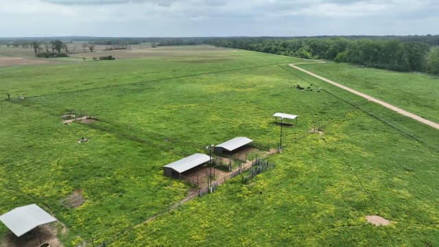 Louisiana neighbors' land fight over 70 feet ends with $15K damages after dead cow appears