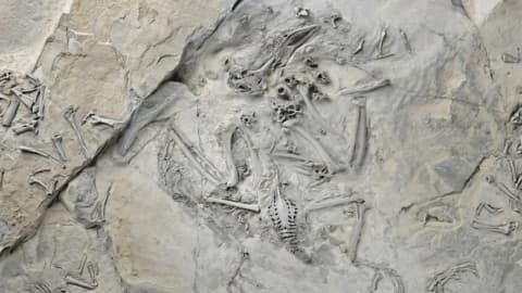 55-million-year-old fossil bird shows how trogons evolved their unusual feet