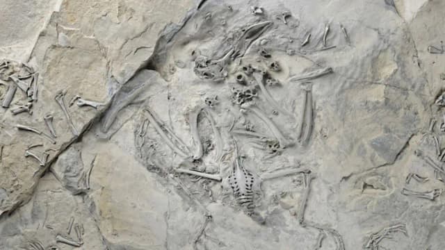 55-million-year-old fossil bird shows how trogons evolved their unusual feet