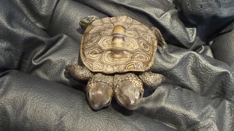Two-headed terrapin found at Cape Cod nesting site; 5.2g hatchling now under vet care