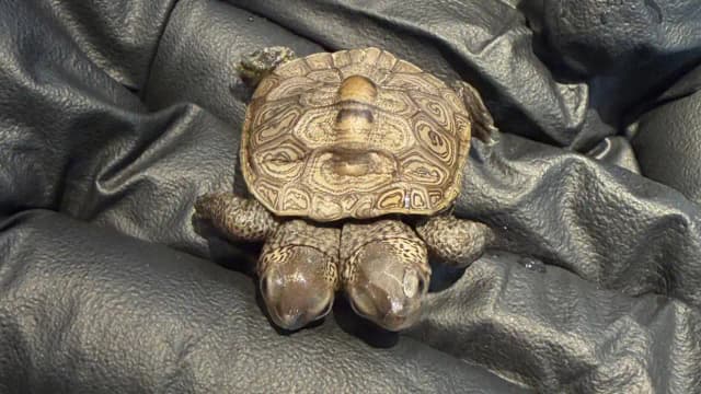 Two-headed terrapin found at Cape Cod nesting site; 5.2g hatchling now under vet care