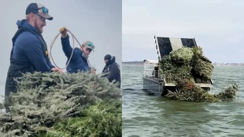 From Christmas trees to fish habitat: Texas gives 160 trees a second life