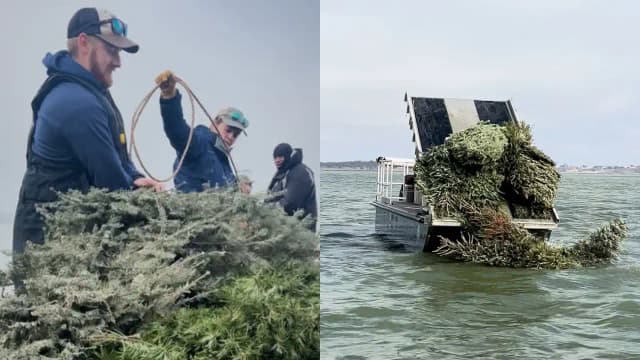 From Christmas trees to fish habitat: Texas gives 160 trees a second life