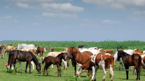 South Carolina family permanently protects 2,000-acre farm from development in historic deal