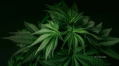 California couple’s $1M cannabis-related fines cleared five years after buying their home