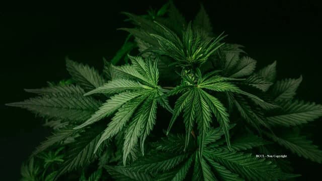 California couple’s $1M cannabis-related fines cleared five years after buying their home