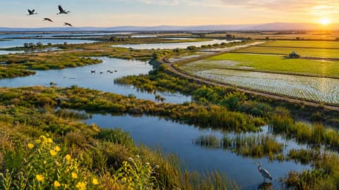 California set to break ground on 2,800-acre Webb Tract project to restore wetlands, rice fields