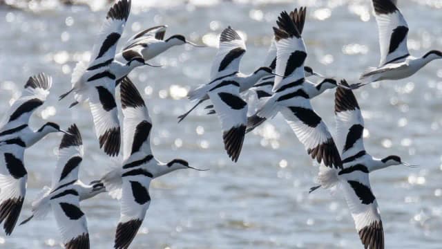 London sent 3 million tonnes of railway soil to rebuild Essex wetlands; bird numbers hit 39,000