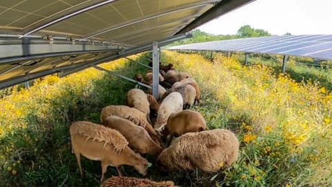 30 sheep to 500: How a Vermont couple turned solar farms into a thriving grazing business