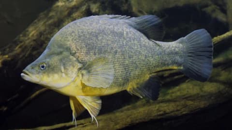 4,450 timber pieces restored 110 km of the Murray River, tripling Murray cod numbers