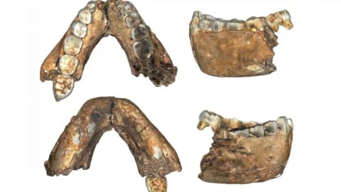 Adult Homo erectus fossil confirms species appeared in Africa 2 million years ago