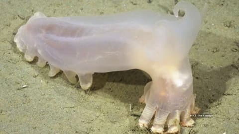 57 new deep-sea species discovered in Argentina’s Mar del Plata Canyon, including ‘Loki’ sea cucumber