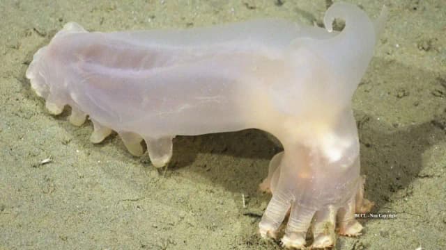 57 new deep-sea species discovered in Argentina’s Mar del Plata Canyon, including ‘Loki’ sea cucumber