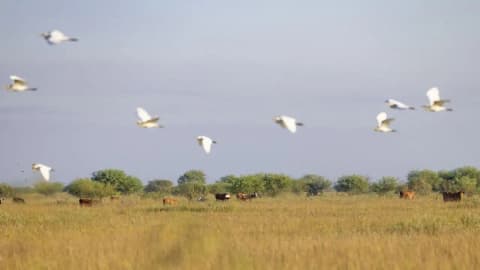 O'Connor ranching legacy began in 1834; 6,409 acres of Texas prairie protected 191 years later