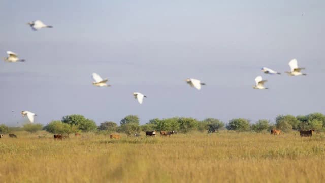 O'Connor ranching legacy began in 1834; 6,409 acres of Texas prairie protected 191 years later