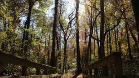 Georgia begins 10-year forest restoration at 132-acre Towaliga Preserve with data-centre partnership