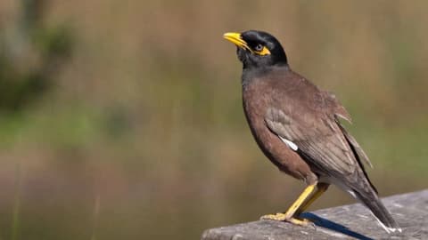 Mynas introduced to control a coconut pest later became pests themselves