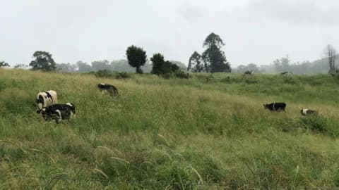 Queensland dairy farmer opened four campsites after drought forced her family to sell 40 cows