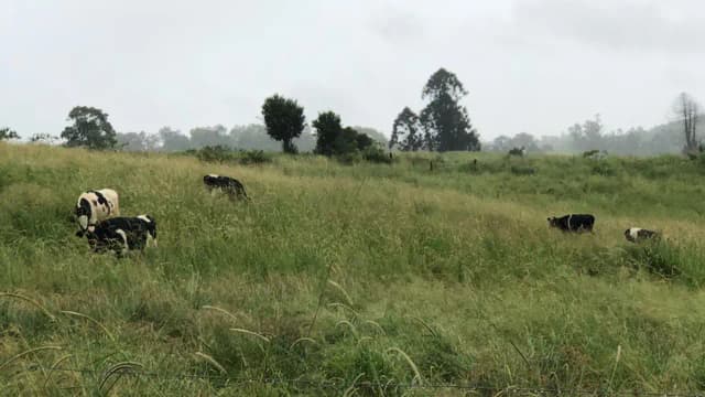 Queensland dairy farmer opened four campsites after drought forced her family to sell 40 cows