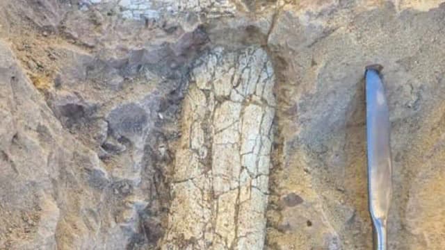 Ancient Mammal Fossil Unearthed: Workers find 40–45 million-year-old bones; scientists probe mystery species