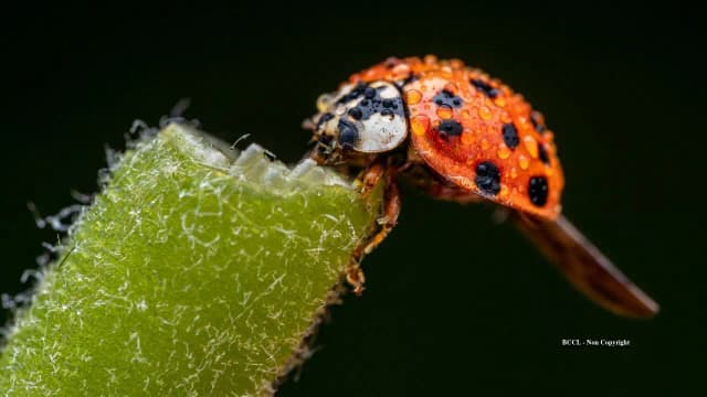 How a US pest-control effort turned Asian lady beetles into an invasive species
