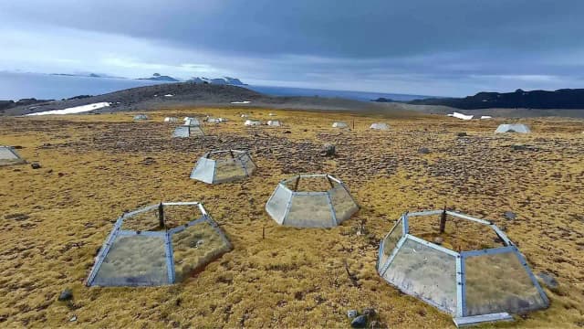 Antarctica’s 2 native flowering plants responded differently to 7 years of warming