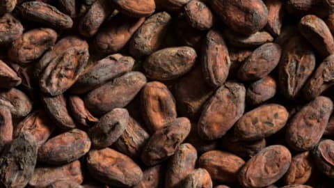 Chocolate reached east of Mississippi 1,000 years ago; ancient pottery reveals cacao at feasts