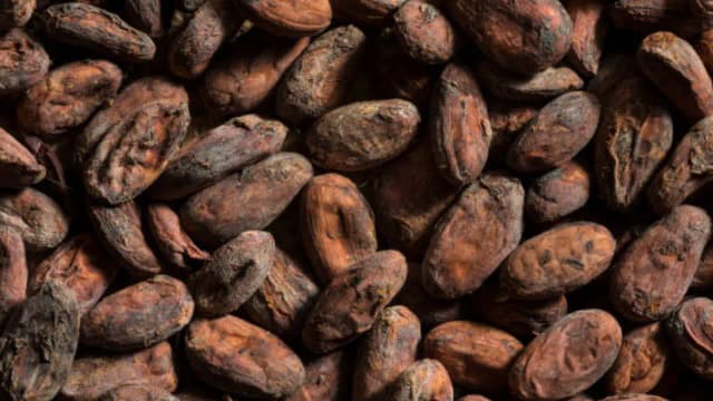 Chocolate reached east of Mississippi 1,000 years ago; ancient pottery reveals cacao at feasts
