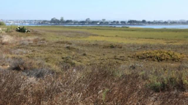 Salt Ponds Become Wetlands: Restoration revives rich habitat; 80 bird species return