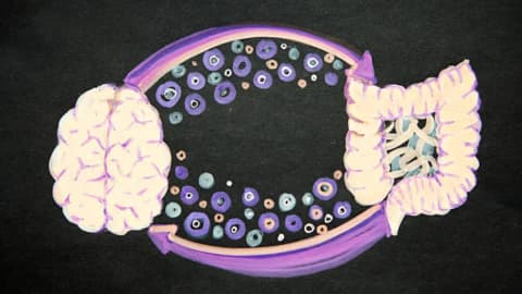 Your gut bacteria may reveal how quickly your brain is ageing; it effects memory, focus and mood