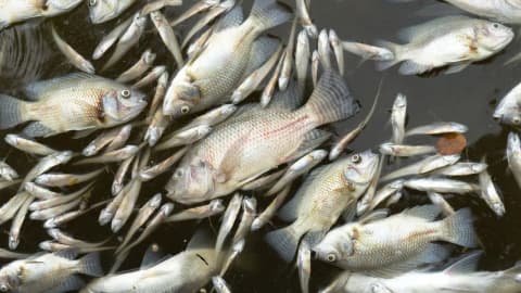 Maryland manure-lagoon overflow kills nearly 11,000 fish across 25 species, officials say