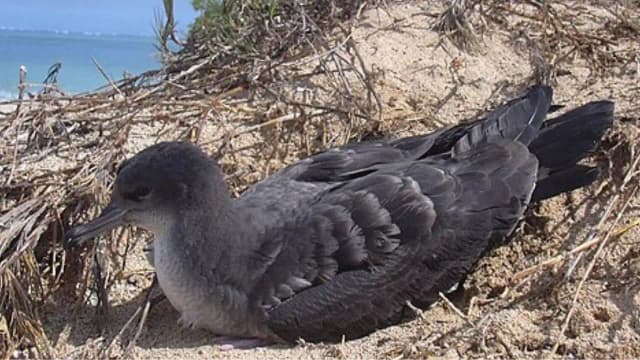 D’Arros shearwater colony grew nearly 10-fold after rats were eradicated