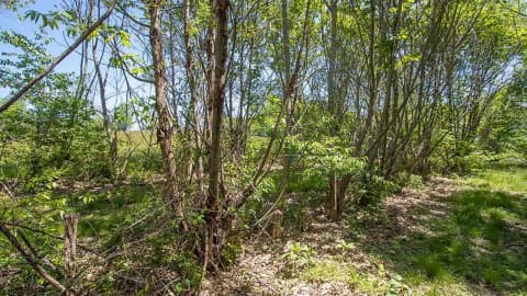 American chestnut returns to Bronx Zoo after 120 years; 25 saplings planted in NYC