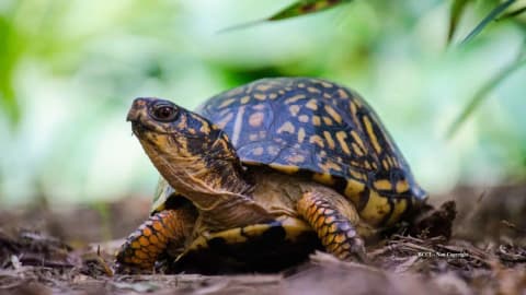 219 box turtles rescued after hundreds were dumped near New Jersey river