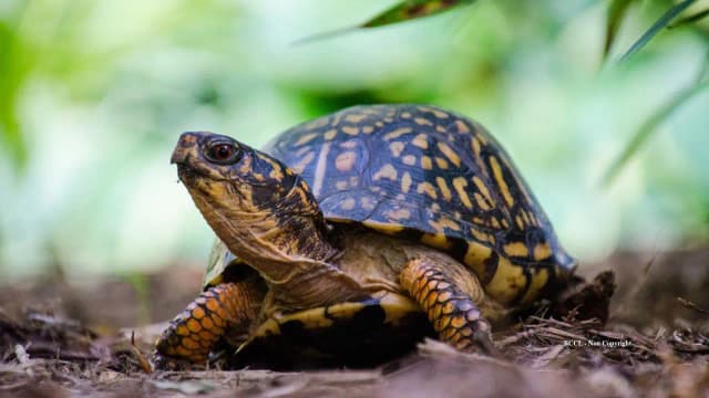 219 box turtles rescued after hundreds were dumped near New Jersey river