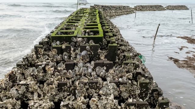 40 oyster reefs placed along Gandy's Beach in New Jersey to support live oysters and cut storm-wave