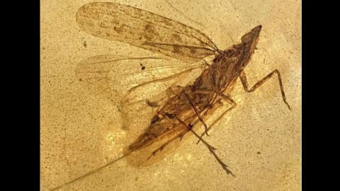 13 insects in 99-million-year-old amber reveal new species with mouthpart nearly twice its body length