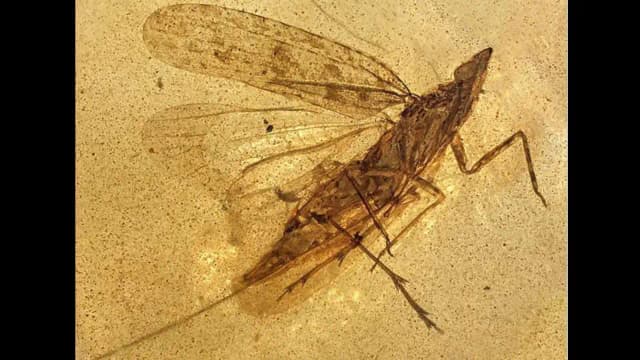 13 insects in 99-million-year-old amber reveal new species with mouthpart nearly twice its body length