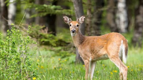 From hunted-out woods to a deer refuge: How a Missouri couple transformed their 300-acre property