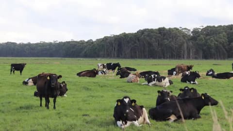 Billionaire wins appeal overturning A$23.4 million tax bill tied to Tasmania's Woolnorth dairy estate