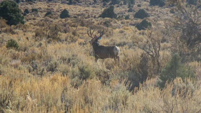 Nevada’s ‘lost’ species raise extinction fears as new journal tracks missing plants and animals