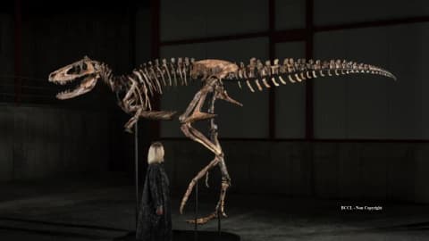 Montana rancher’s rare Nanotyrannus fossil goes on display ahead of $9M auction